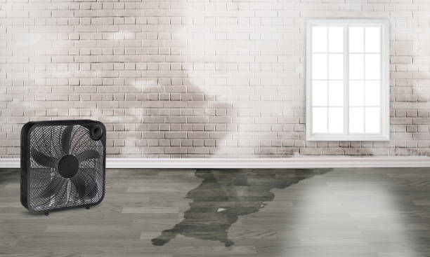 Best 24-hour water damage restoration  in Doctor Phillips, FL