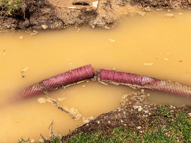 Best Professional water damage repair  in Doctor Phillips, FL